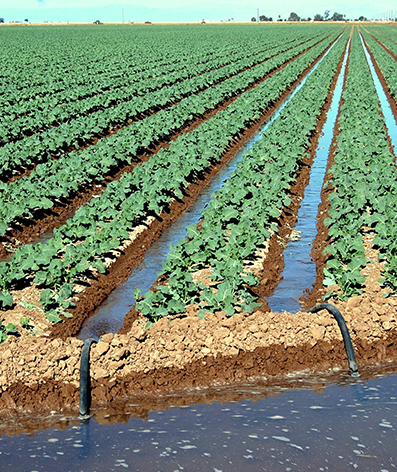 Revolutionizing Agricultural Irrigation: The Promise Of Electric-Free Water Pumps